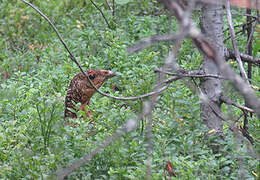 Western Capercaillie