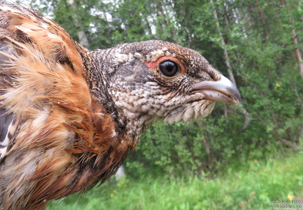 Western Capercailliejuvenile