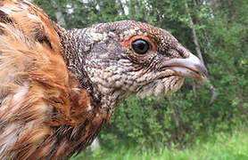 Western Capercaillie