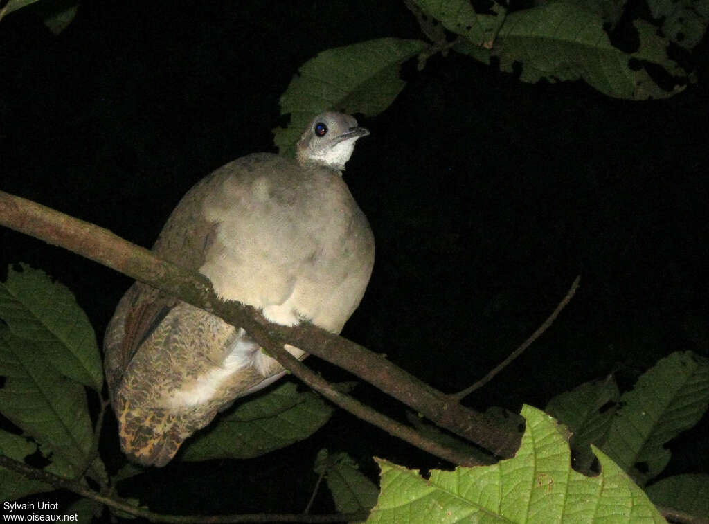 Grand Tinamou, Comportement