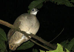 Great Tinamou