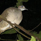 Grand Tinamou