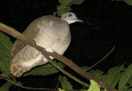 Great Tinamou