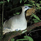 Grand Tinamou