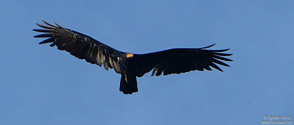 Greater Yellow-headed Vultureadult