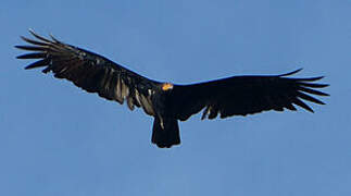 Greater Yellow-headed Vulture