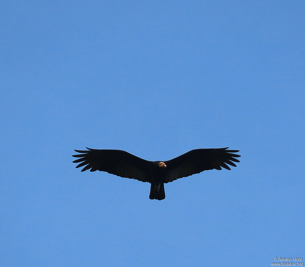 Greater Yellow-headed Vultureadult