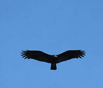 Greater Yellow-headed Vulture