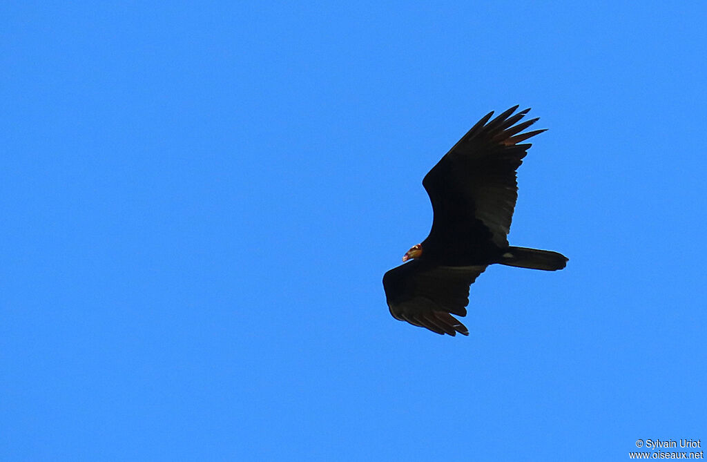 Greater Yellow-headed Vultureadult