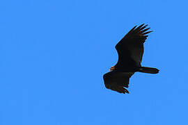 Greater Yellow-headed Vulture