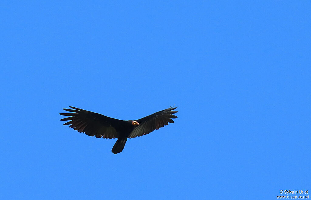 Greater Yellow-headed Vultureadult