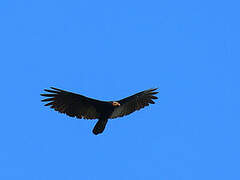 Greater Yellow-headed Vulture