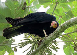 Greater Yellow-headed Vulture