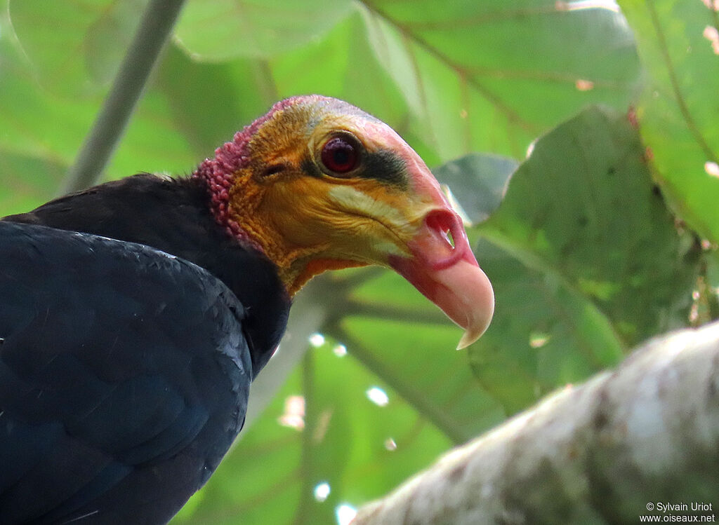 Greater Yellow-headed Vultureadult