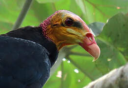 Greater Yellow-headed Vulture