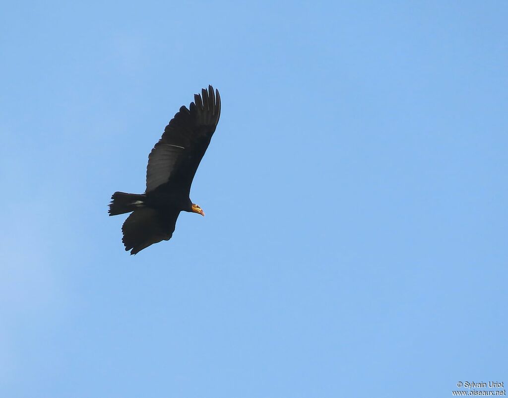 Greater Yellow-headed Vultureadult