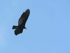 Greater Yellow-headed Vulture