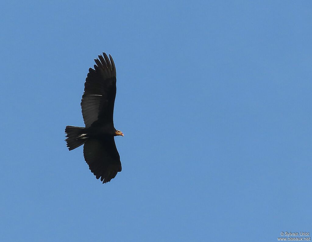 Greater Yellow-headed Vultureadult