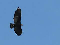 Greater Yellow-headed Vulture