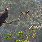 Grand Urubu