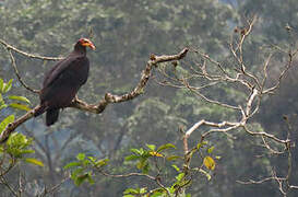 Greater Yellow-headed Vulture