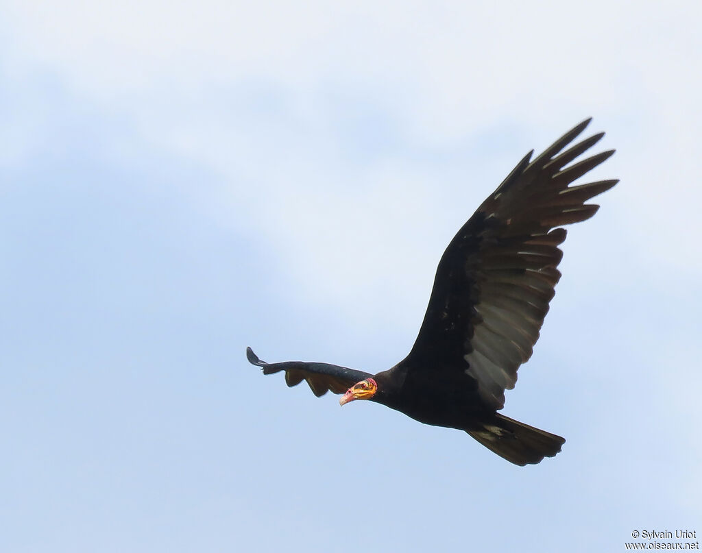 Greater Yellow-headed Vultureadult