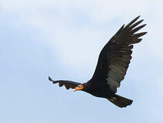 Greater Yellow-headed Vulture