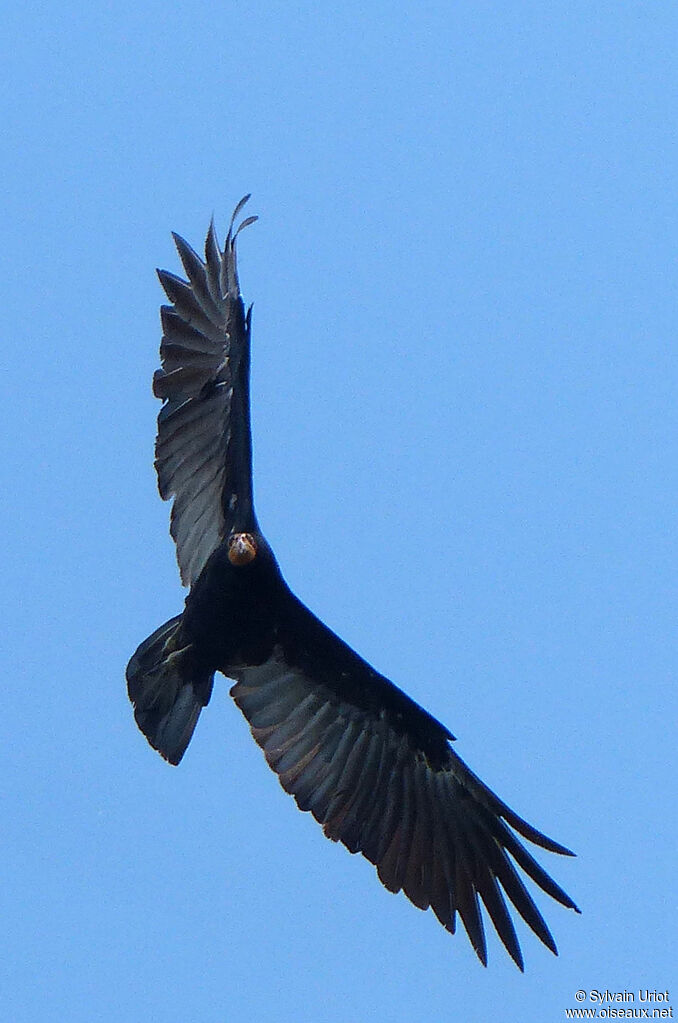 Greater Yellow-headed Vulture