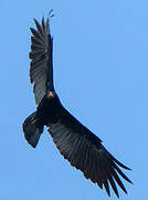 Greater Yellow-headed Vulture