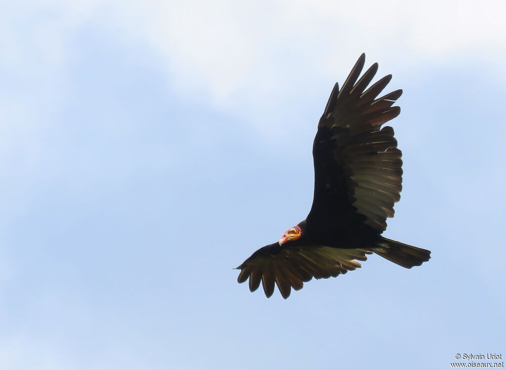 Greater Yellow-headed Vultureadult