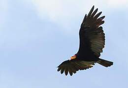 Greater Yellow-headed Vulture