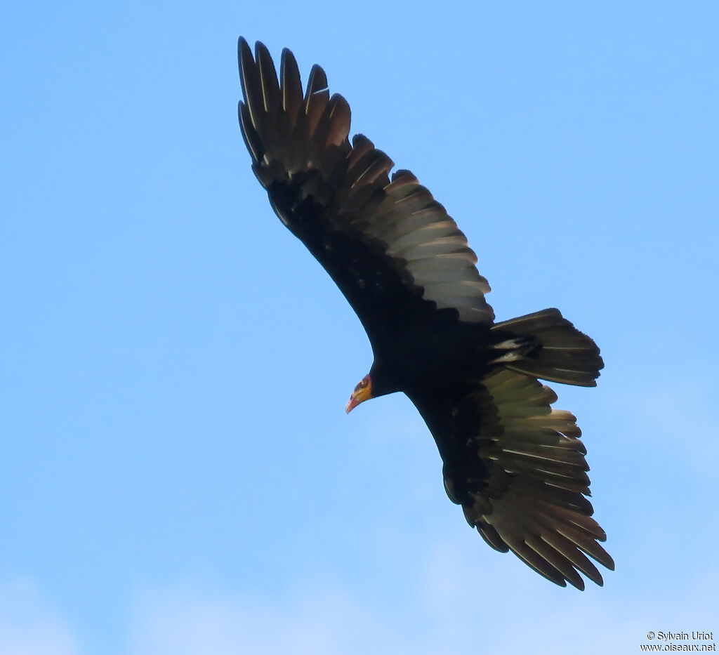 Greater Yellow-headed Vultureadult