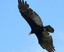 Greater Yellow-headed Vulture