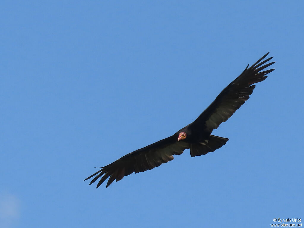 Greater Yellow-headed Vultureadult