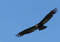 Greater Yellow-headed Vulture