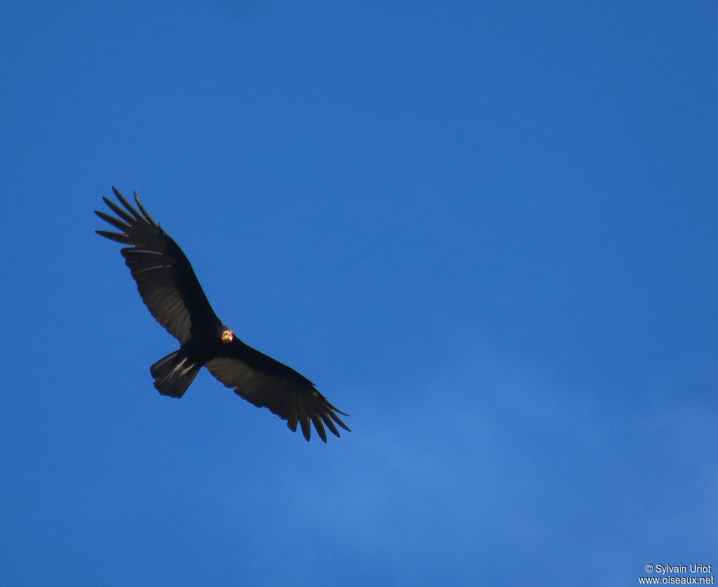 Greater Yellow-headed Vultureadult