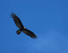 Greater Yellow-headed Vulture