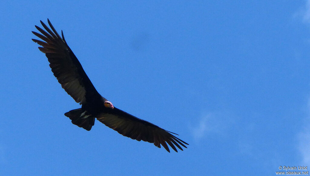 Greater Yellow-headed Vulture