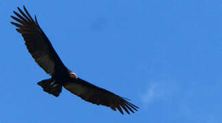 Greater Yellow-headed Vulture