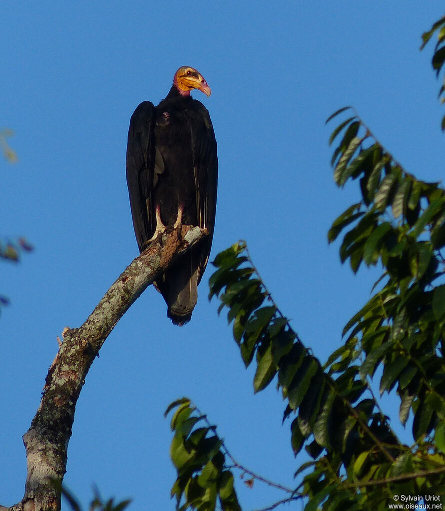 Greater Yellow-headed Vultureadult