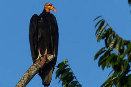 Greater Yellow-headed Vulture