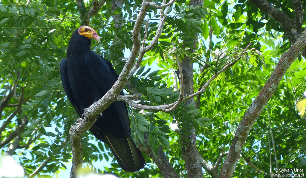 Greater Yellow-headed Vultureadult