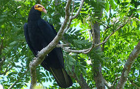 Greater Yellow-headed Vulture