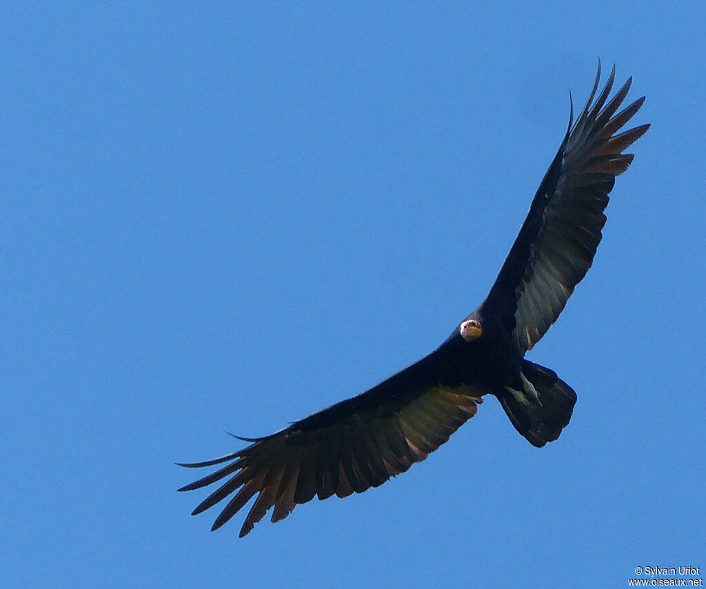 Greater Yellow-headed Vultureadult