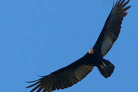 Greater Yellow-headed Vulture