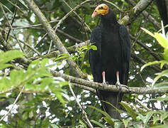 Greater Yellow-headed Vulture