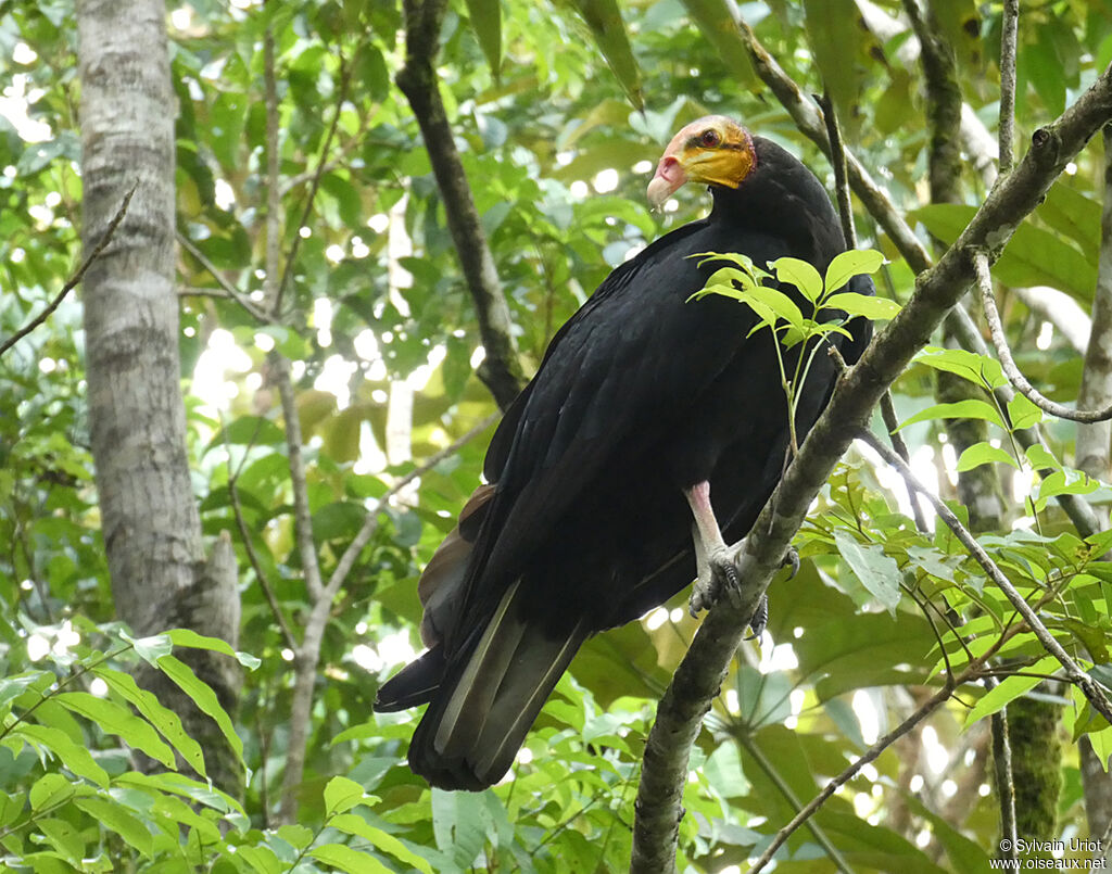 Greater Yellow-headed Vultureadult