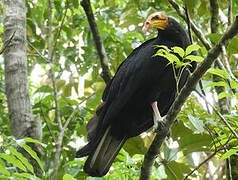 Greater Yellow-headed Vulture