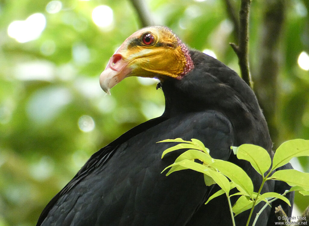 Greater Yellow-headed Vultureadult