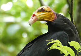 Greater Yellow-headed Vulture